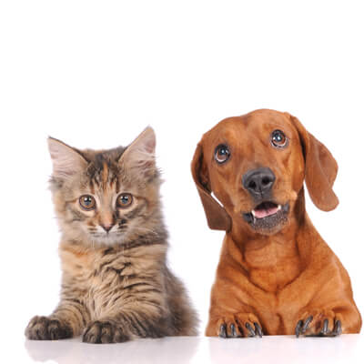 Cat and Dog