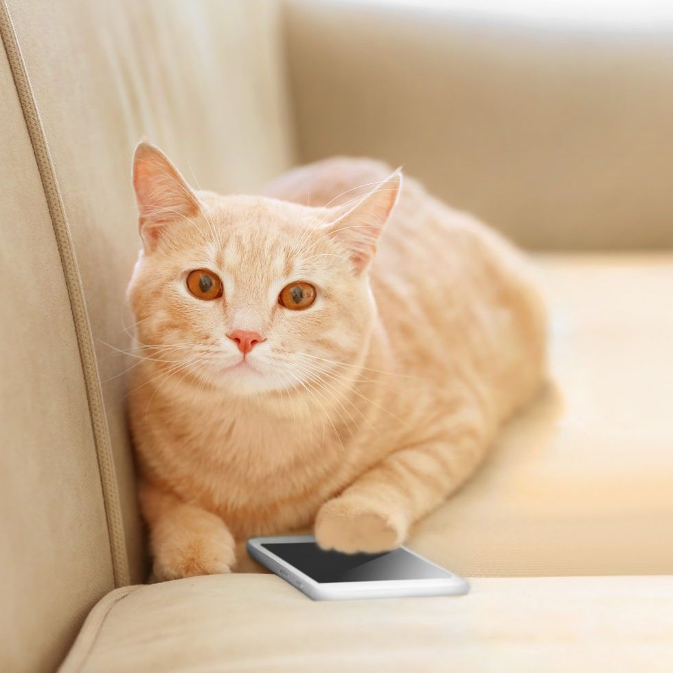 Cat with Phone