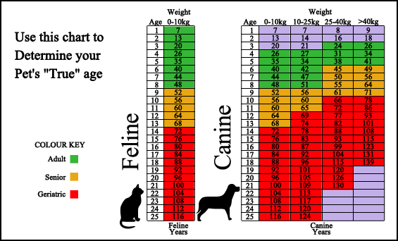 Babylon Animal Hospital - Surveillance Screening