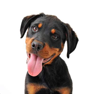 Happy Doberman Puppy with tongue out