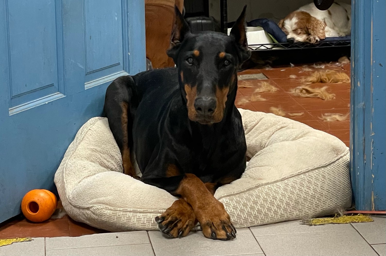 Doberman on a dog bed